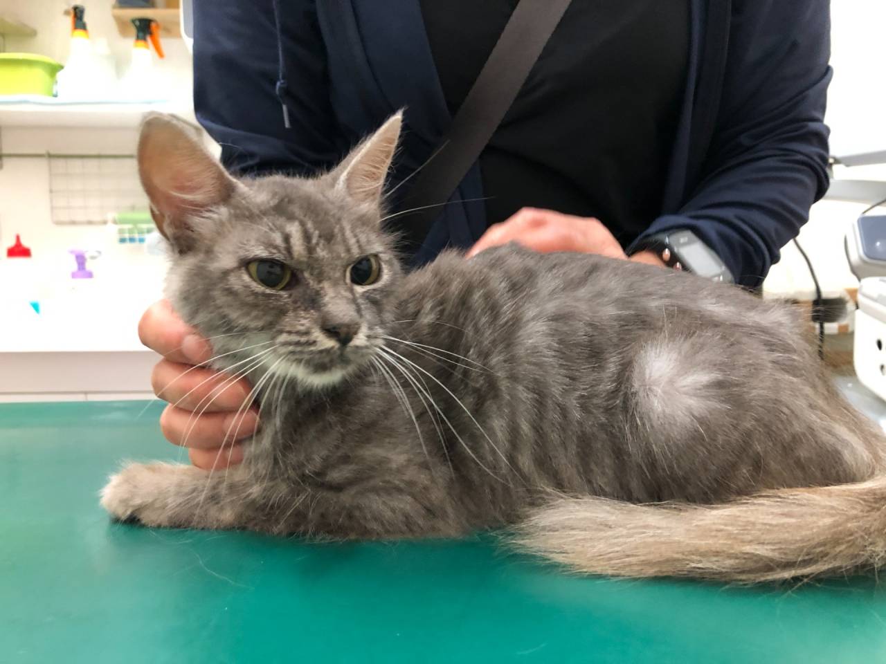 推定1才の猫ちゃんの里親募集🐈