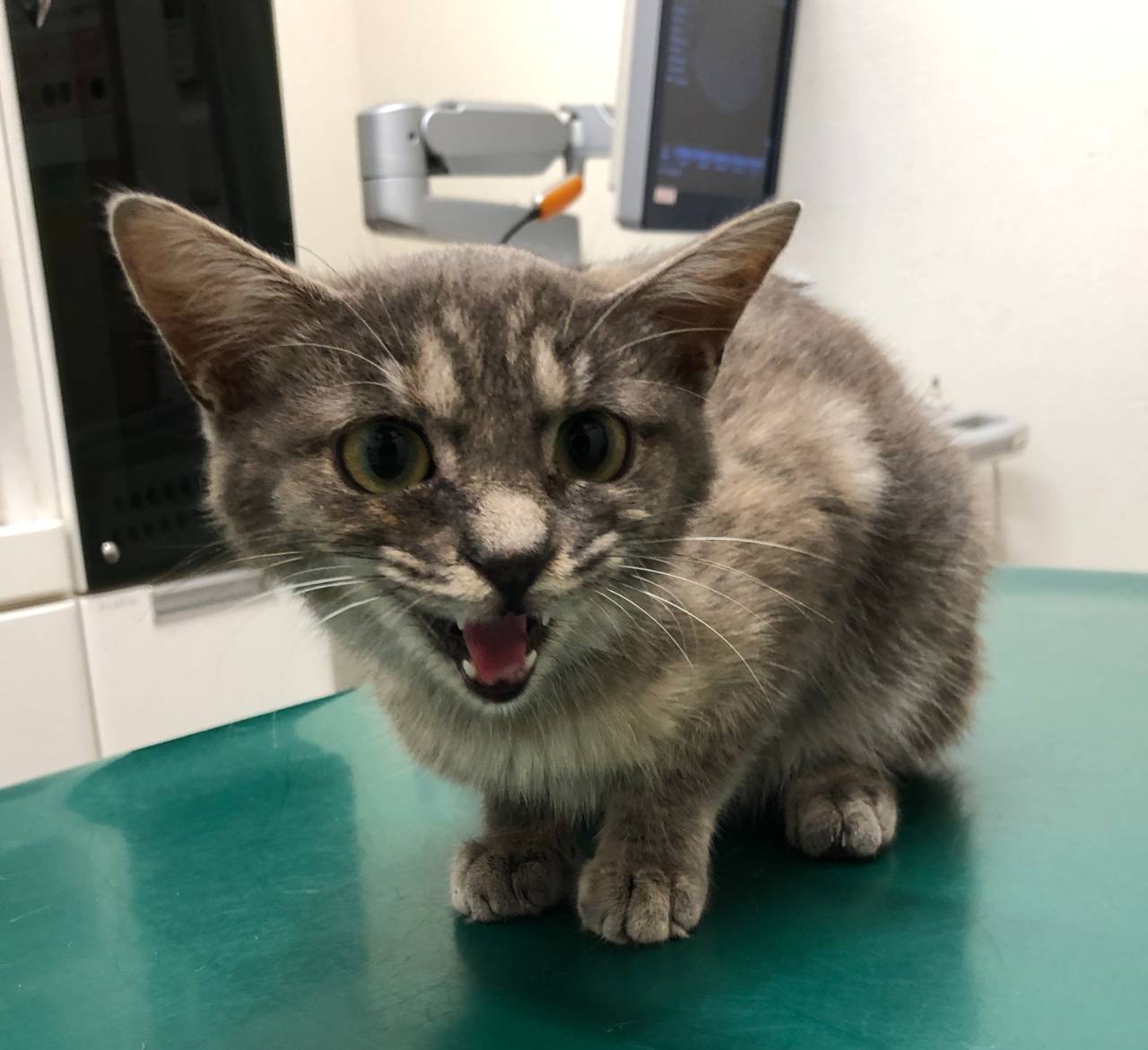 推定４ヵ月齢の猫ちゃんの里親募集🐱