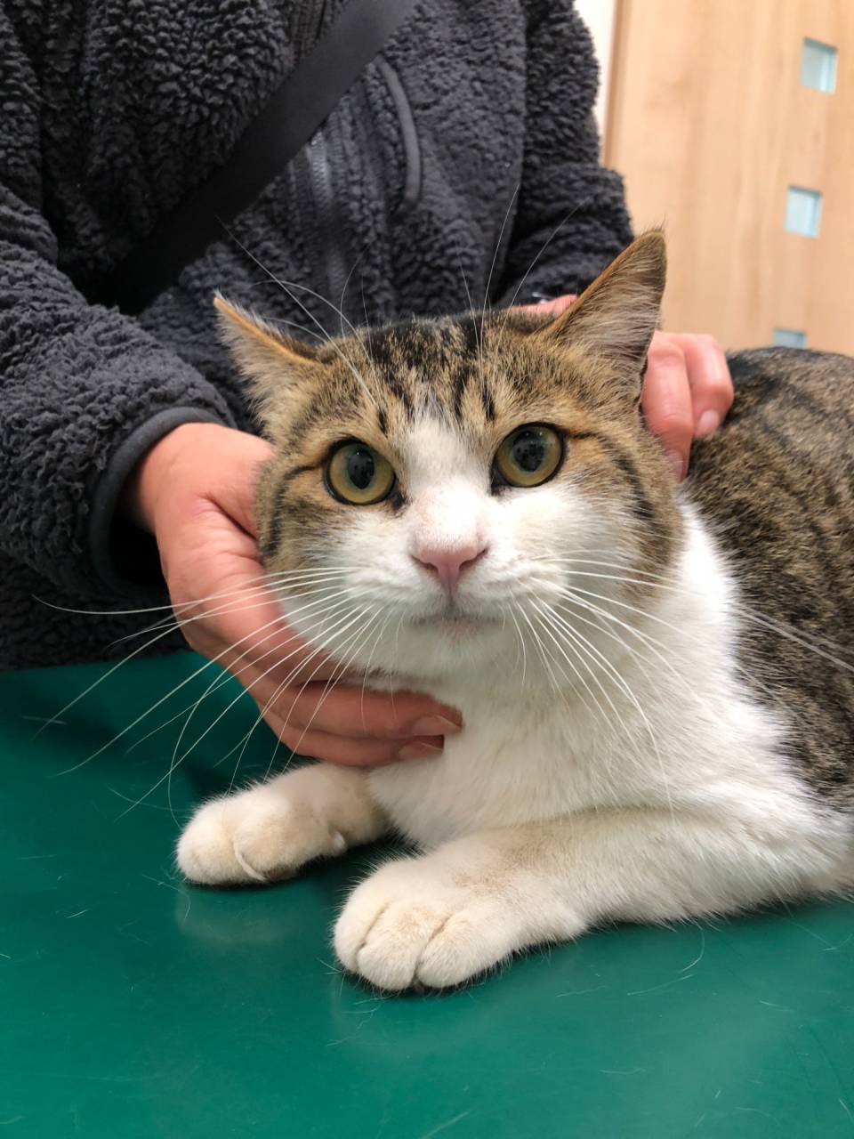 成猫♂の里親募集🐈