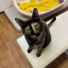 2023年４・5月生まれの猫達の里親募集🐈