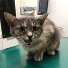 推定４ヵ月齢の猫ちゃんの里親募集🐱