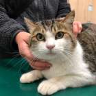 成猫♂の里親募集🐈