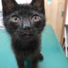 推定3ヵ月齢の仔猫の里親募集🐈