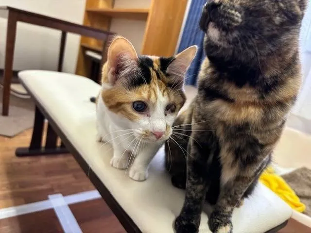 2023年４・5月生まれの猫達の里親募集🐈