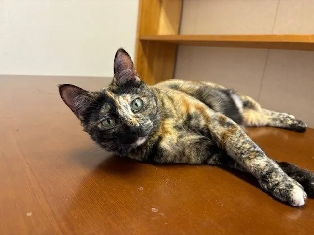 2023年４・5月生まれの猫達の里親募集🐈