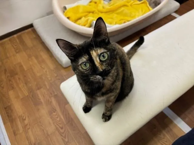 2023年４・5月生まれの猫達の里親募集🐈