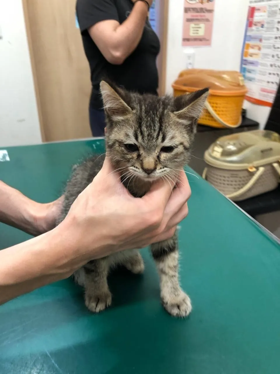 4兄弟仔猫♂の里親募集