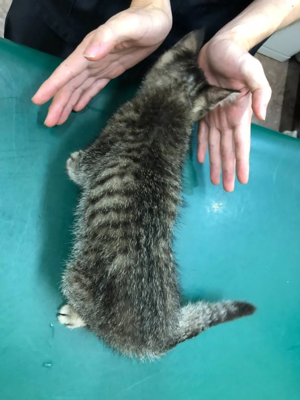 4兄弟仔猫♂の里親募集