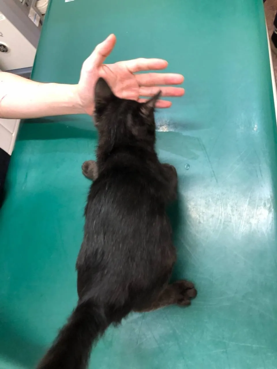 4兄弟仔猫♂の里親募集