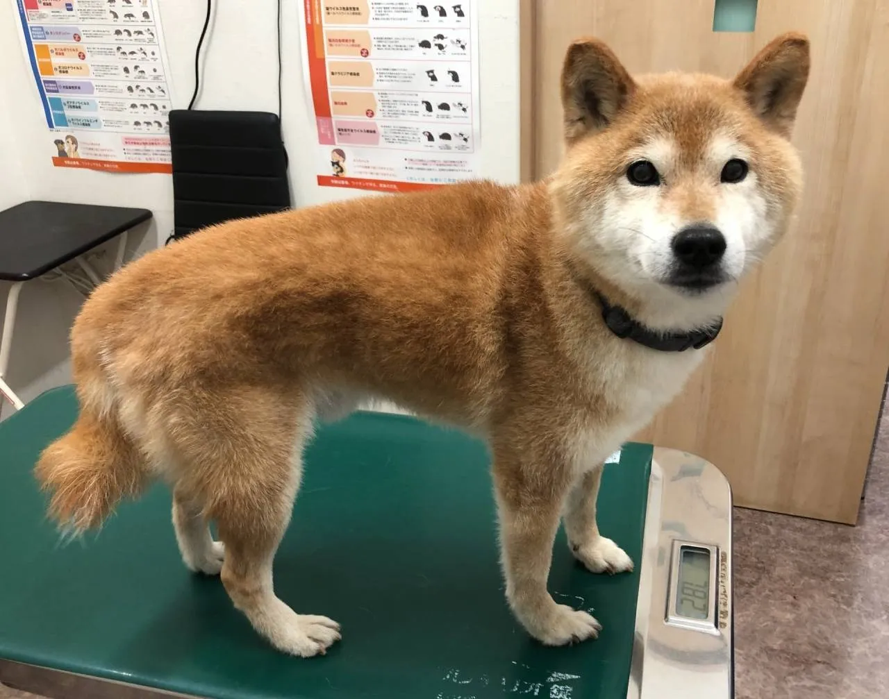 【至急募集】柴犬の里親募集🐶