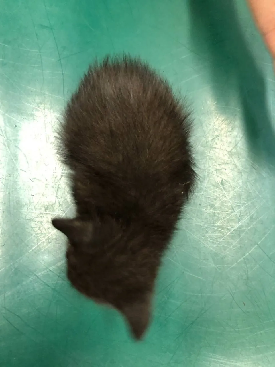黒色仔猫の里親募集🐱