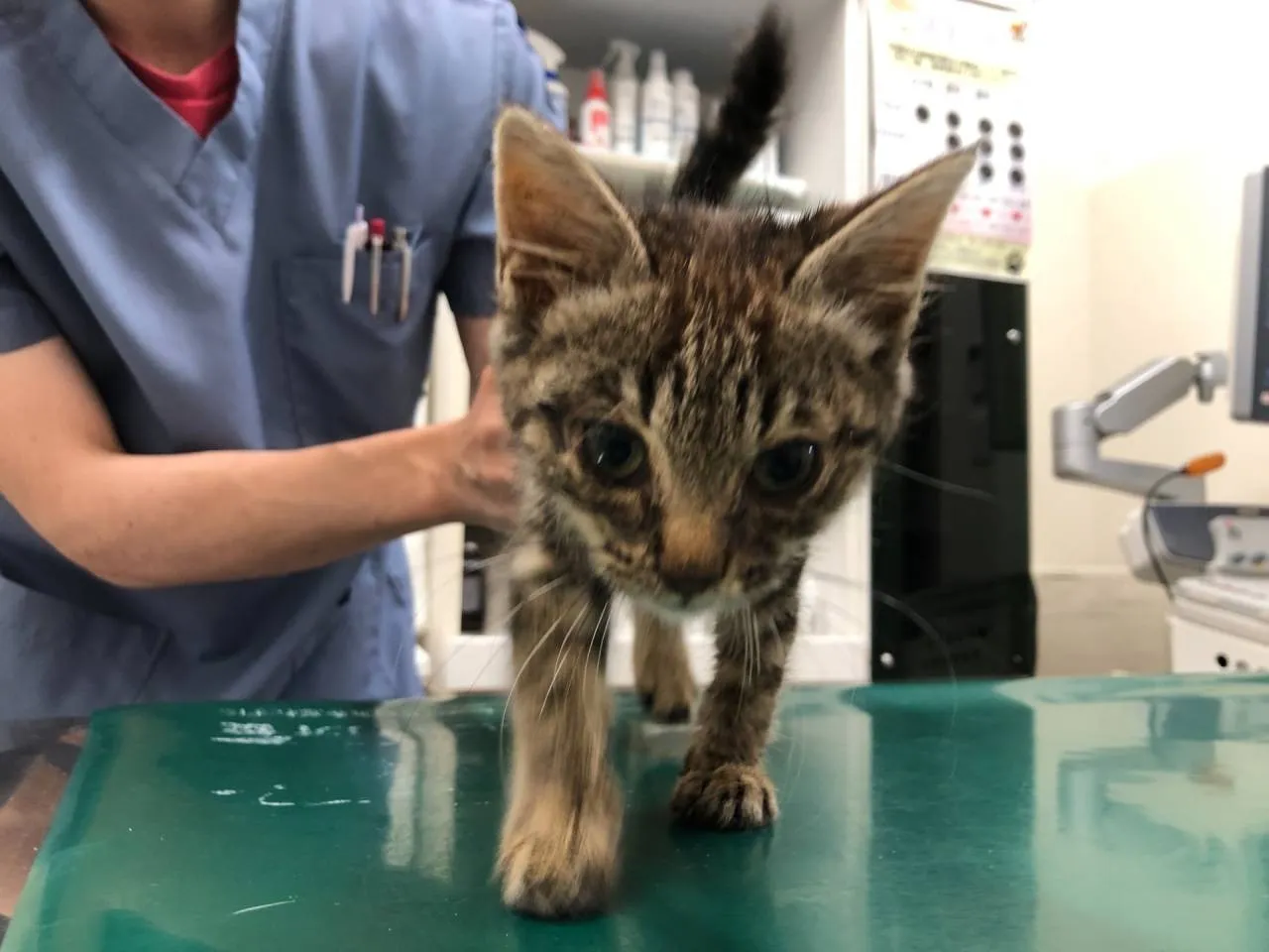 キジ仔猫の里親募集🐱