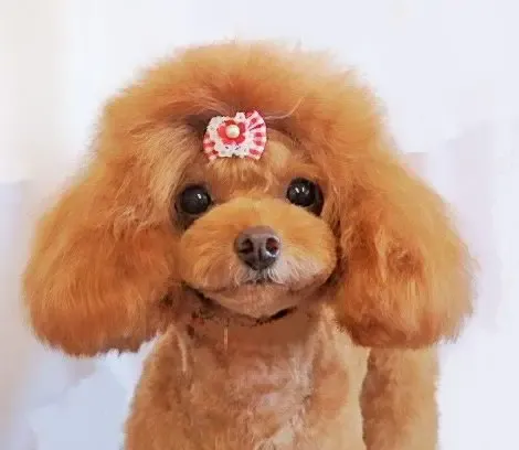 トイプードルのももちゃん