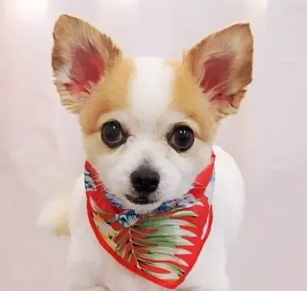 チワワのリンちゃん
