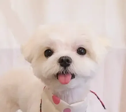 マルチーズのこころちゃん