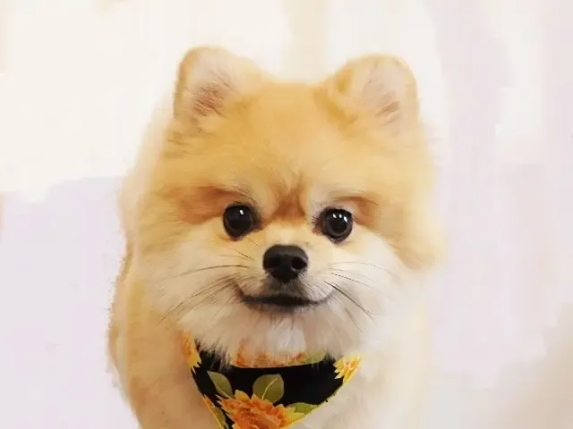 ポメラニアンのメルくん