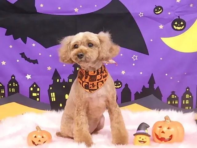 ハロウィンver