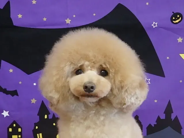 トイプードルのうにちゃん