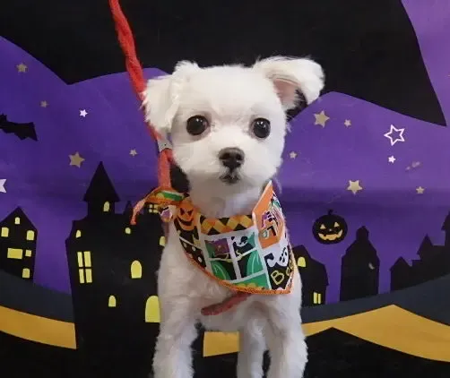 ハロウィンver