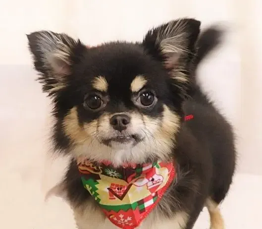 チワワのピノちゃん