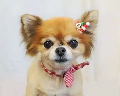 チワワのあいちゃん