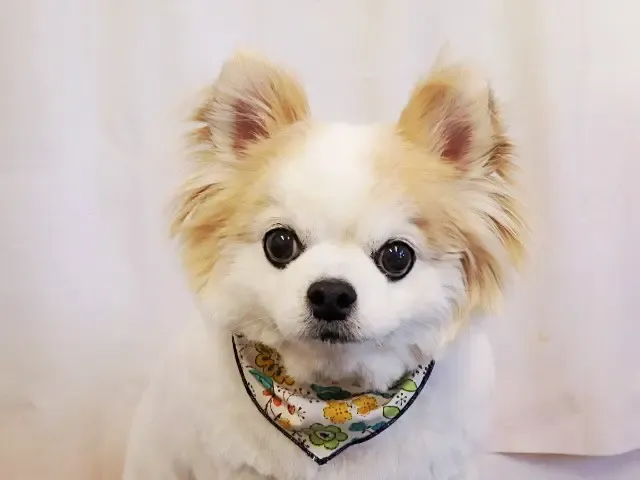 チワワのエルくん