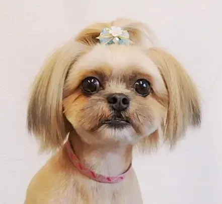 MIXのリンちゃん