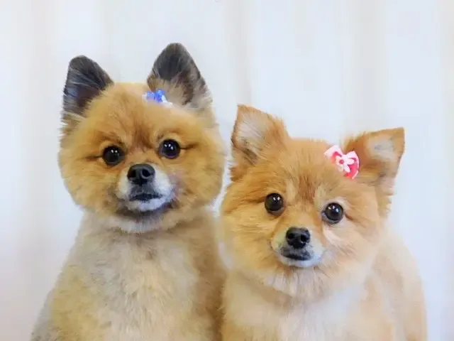 ポメラニアンの小麦くんとメンマちゃん