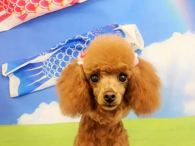 プードルのメグちゃん