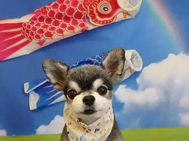 チワワのアースくん