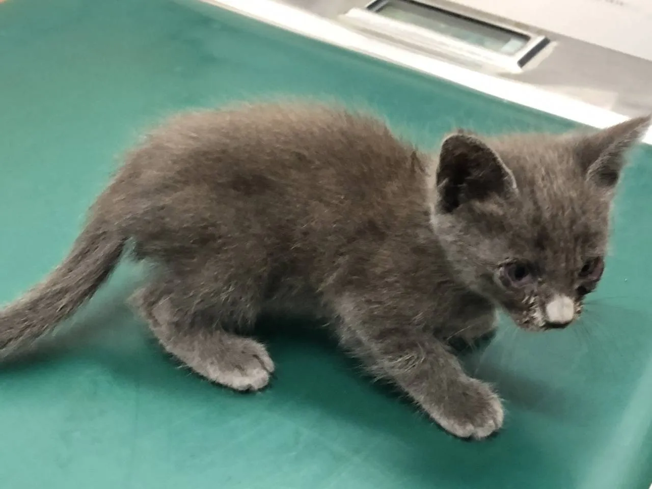推定3ヵ月齢の仔猫の里親募集🐈