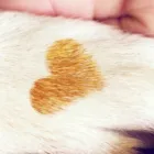 里親になる方へ