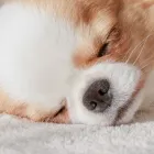 ペットホテルについて