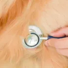犬